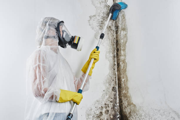 Mold Testing and Removal in Kelso, WA