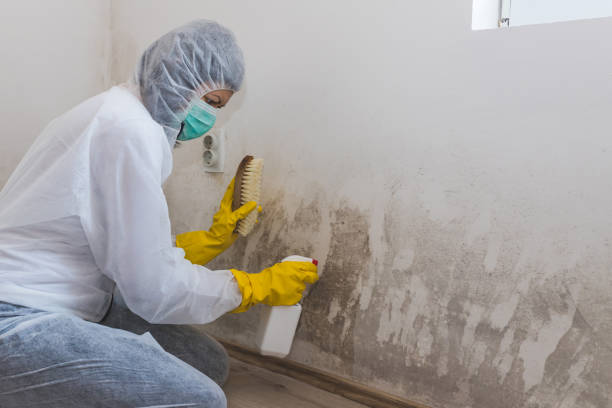 Best Certified Mold Removal  in Kelso, WA