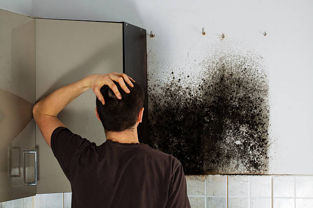 Best Mold Removal Company Near Me  in Kelso, WA